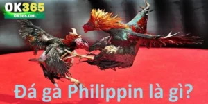 Khám phá đá gà Philippines là gì?