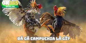 Tổng quan về đá gà Campuchia